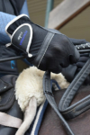 performa ride horse riding glove silver 1
