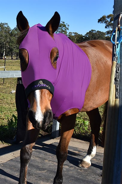 horse skinny hood purple performa ride
