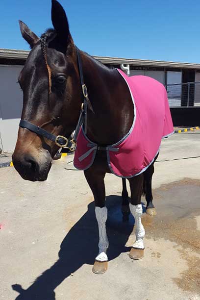 performa cool cooling horse rug front