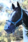greenguard grazing muzzle blue performa ride