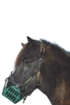 horse grazing muzzle on horse greenguard