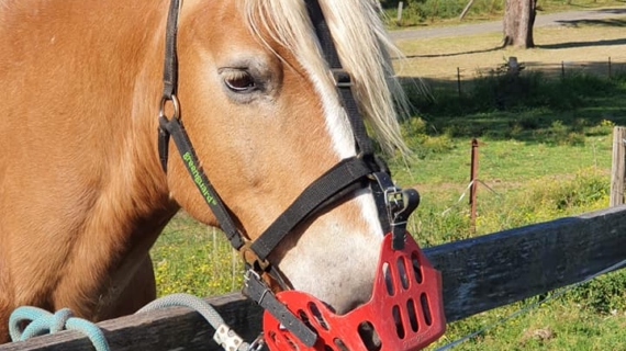 Is it Laminitis? Looking for signs and managing horses in Spring.