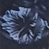 Grey Flower