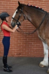equestrian summer sleeveless top slim fit red right side wesley horse performa ride