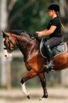 logo t shirt on horse left performa ride